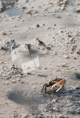 Image of Crab protecting hole