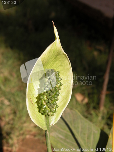 Image of A Green Snake Flower