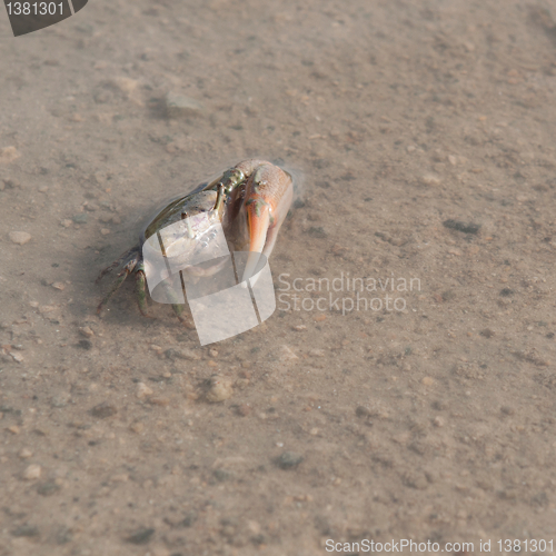 Image of Crab