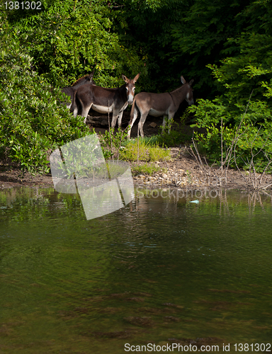 Image of Donkeys