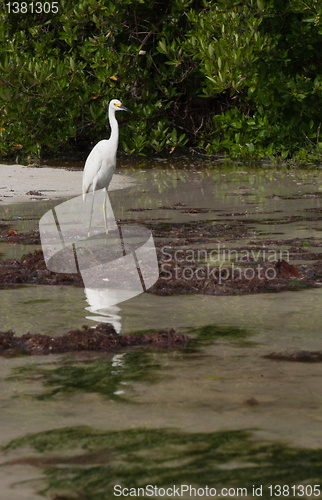 Image of Heron