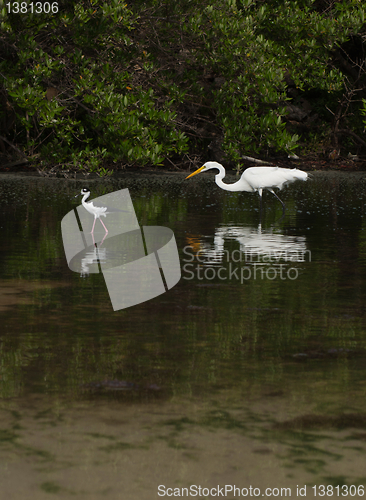 Image of Great Egret and Black-necked Stilt