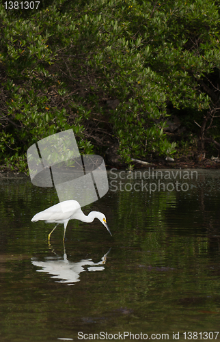 Image of Heron