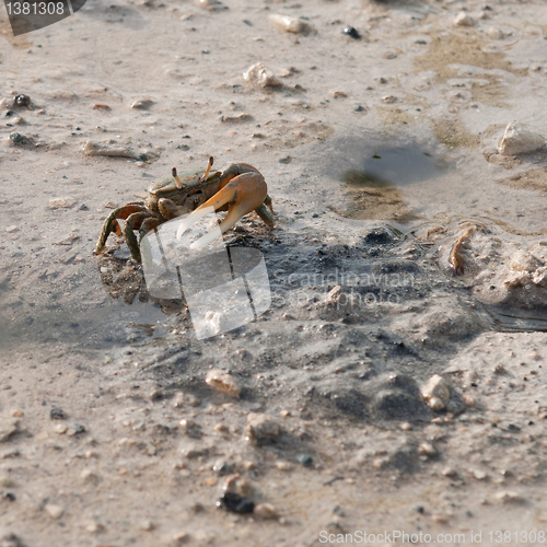 Image of Crab