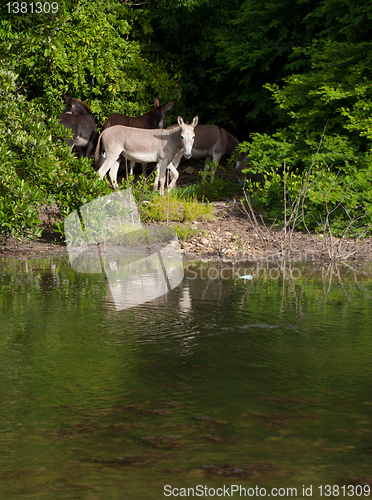 Image of Donkeys