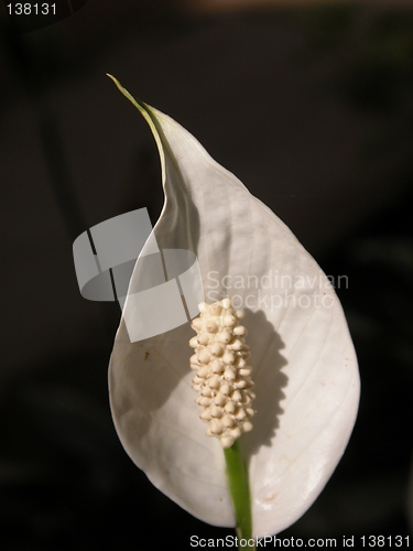 Image of A White Snake Flower