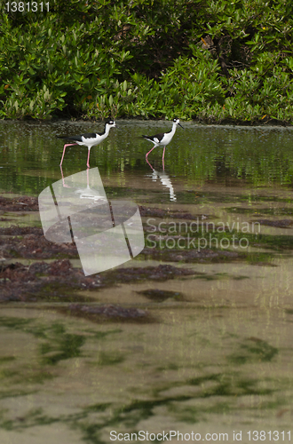 Image of Black-necked Stilt