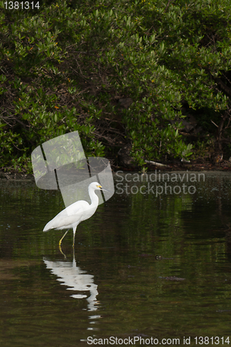 Image of Heron