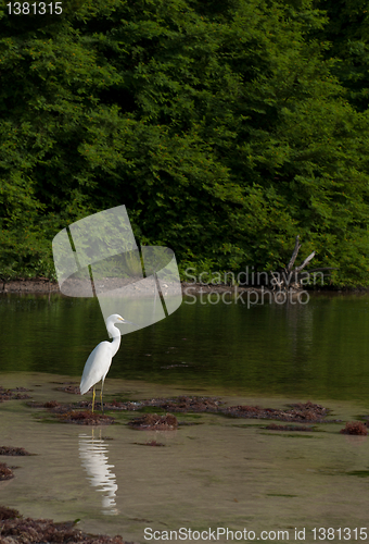 Image of Heron