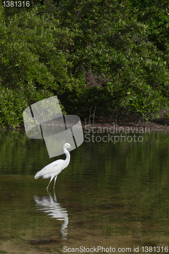 Image of Heron