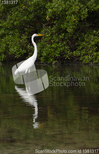 Image of Great Egret