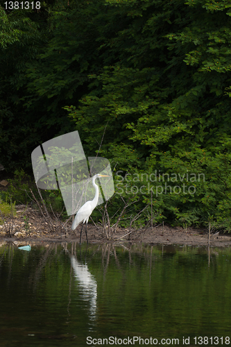 Image of Great Egret