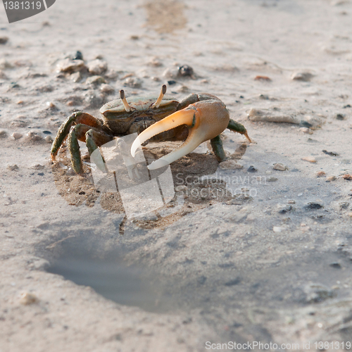 Image of Crab protecting hole