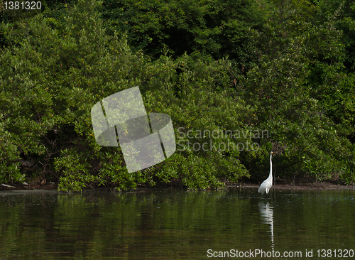 Image of Great Egret