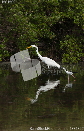 Image of Great Egret and Black-necked Stilt