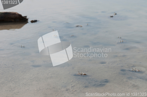 Image of Crabs holes