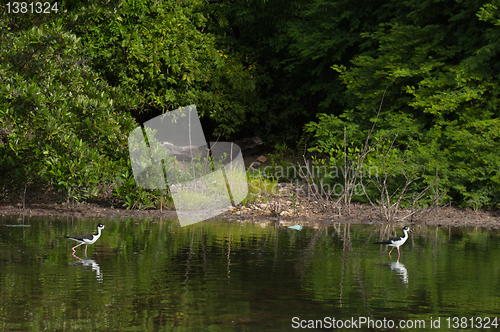 Image of Black-necked Stilt