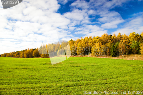 Image of Autumn wood