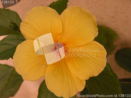 Image of A Yellow Hibiscus