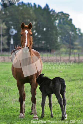 Image of horses 