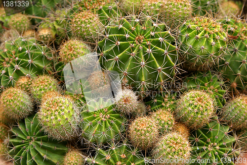 Image of cactus 