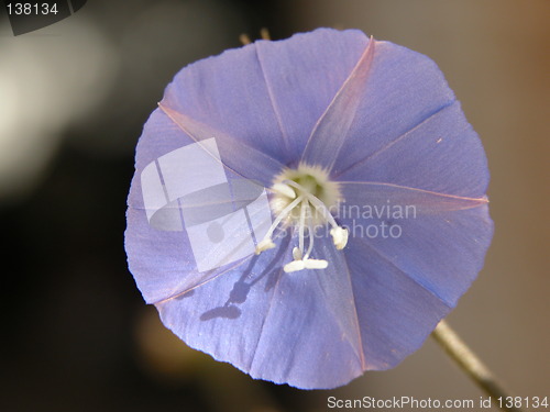 Image of A purple flower