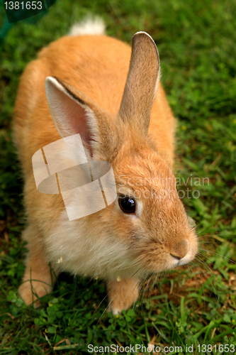 Image of Rabbit