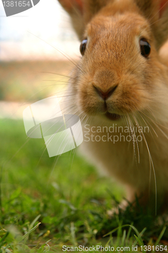 Image of Rabbit