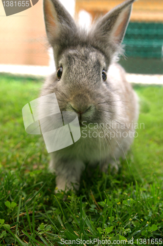 Image of Rabbit