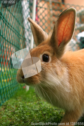 Image of Rabbit