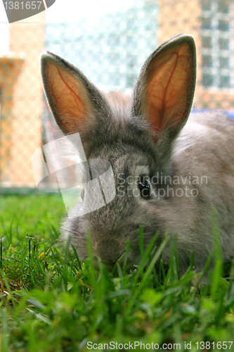 Image of Rabbit