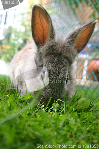 Image of Rabbit