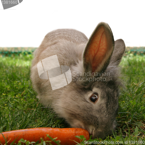 Image of Rabbit