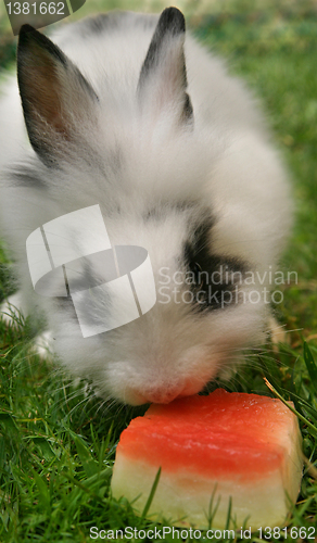 Image of Rabbit