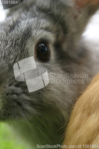 Image of Rabbit