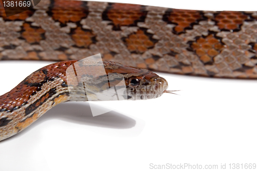 Image of Maize snake 