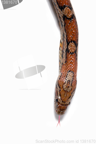 Image of Maize snake 