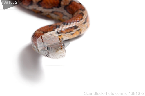 Image of Maize snake 