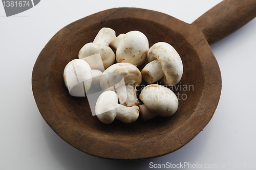 Image of Fresh mushrooms.                 