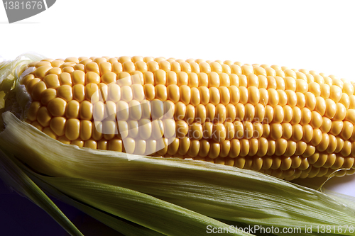 Image of  maize cob