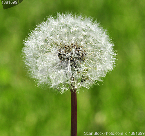 Image of dandelion