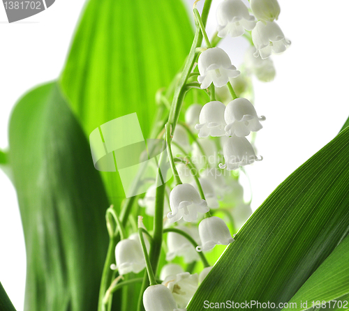 Image of lily of the valley