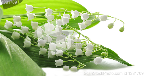 Image of lily of the valley