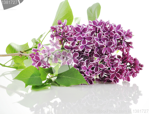Image of Blossoming lilac 