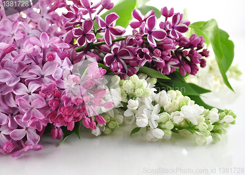 Image of Blossoming lilac