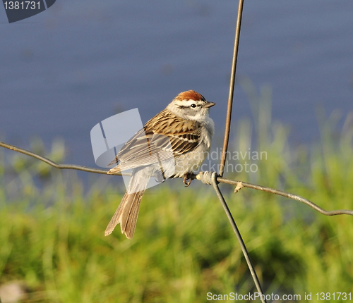 Image of sparrow