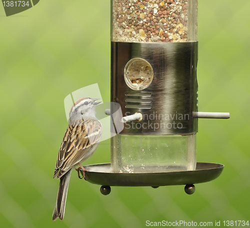 Image of sparrow 