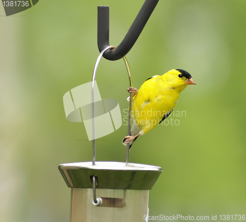 Image of yellow bird