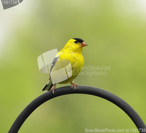 Image of yellow birda