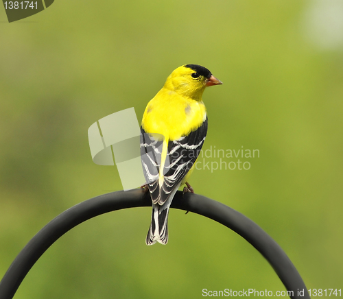 Image of yellow bird 